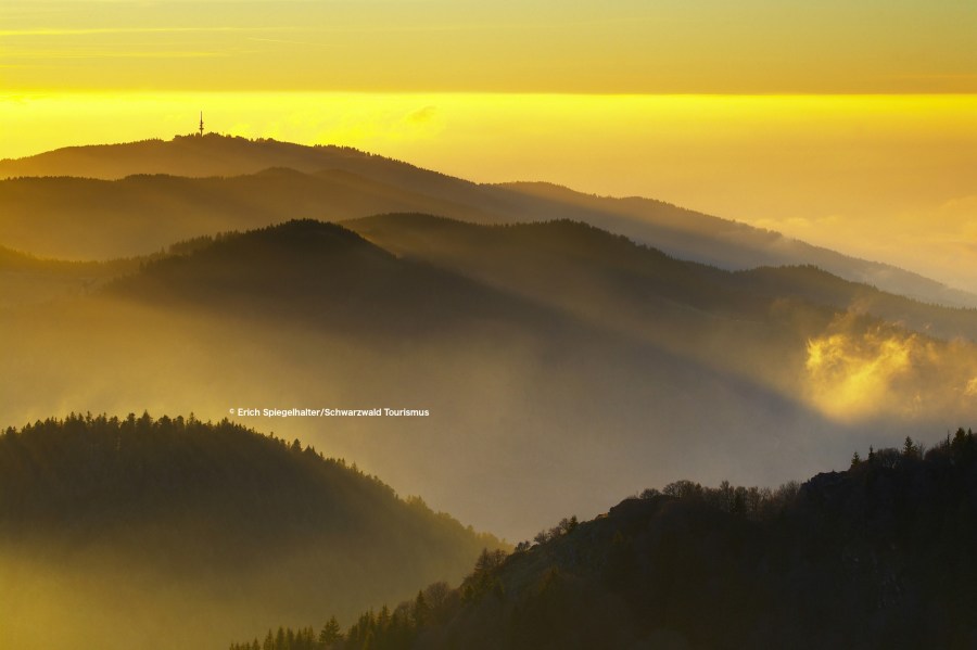 King of the Black Forest