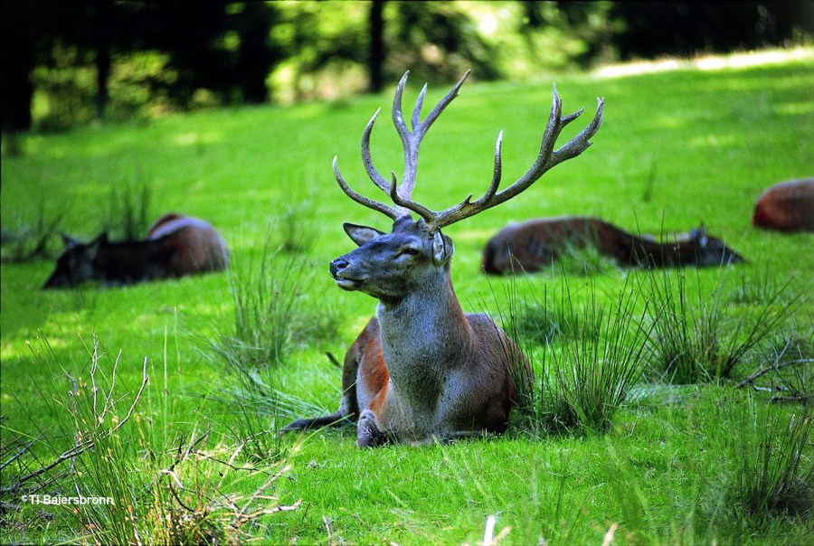 Red deer