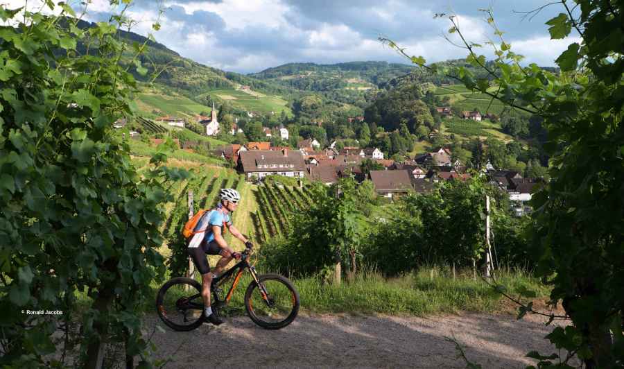 Cross-country mountain biker rides past the vineyards of the village of Sasbachwalden